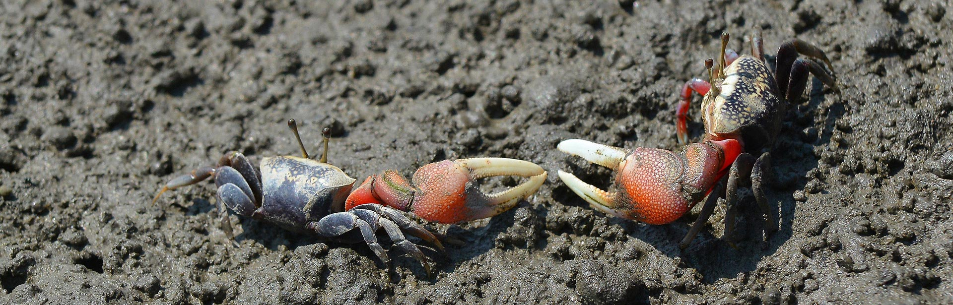 Fiddler crab（T. arcuata）Waving it’s Large Claw.(電腦版)