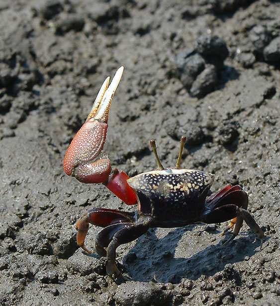 Fiddler crab（T. arcuata）Waving it’s Large Claw.(行動版)