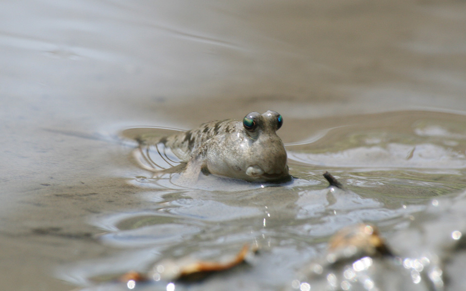 Mudskipper