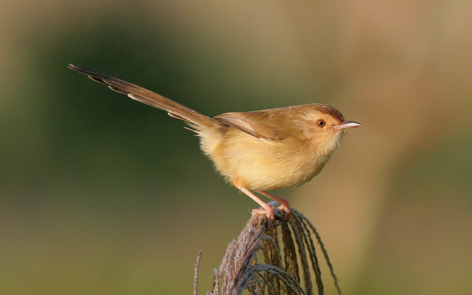 Plain prinia