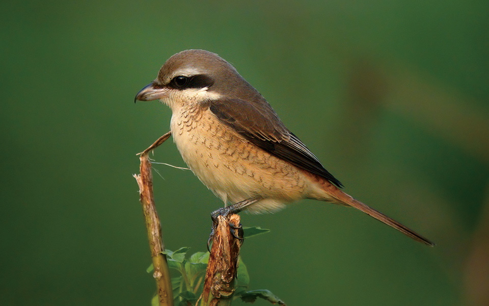Brown shrike