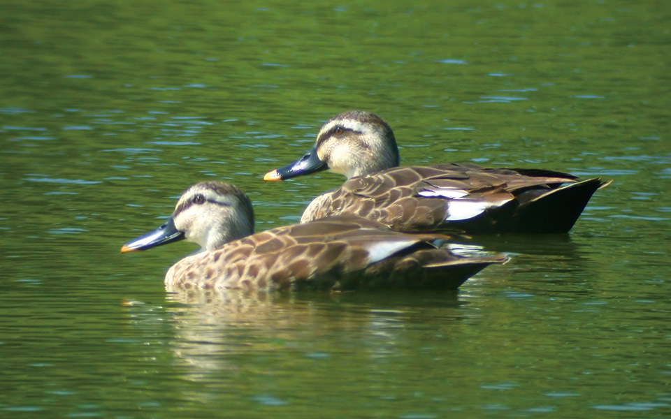 Eastern spot-billed duck