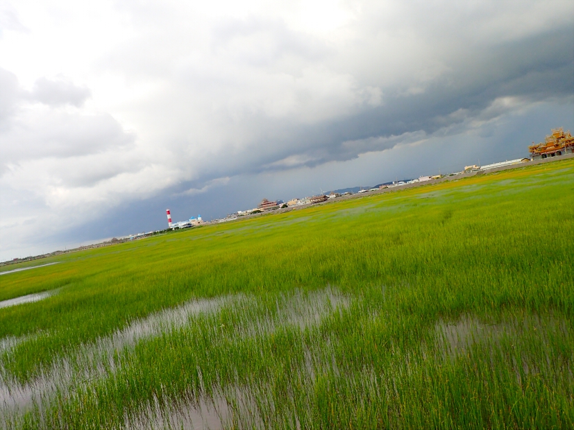 The Yunlin sedge grows in the core area of Gaomei Wetlands.